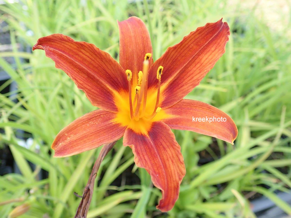 Hemerocallis 'Sammy Russell'