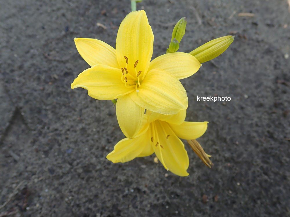 Hemerocallis lilioasphodelus