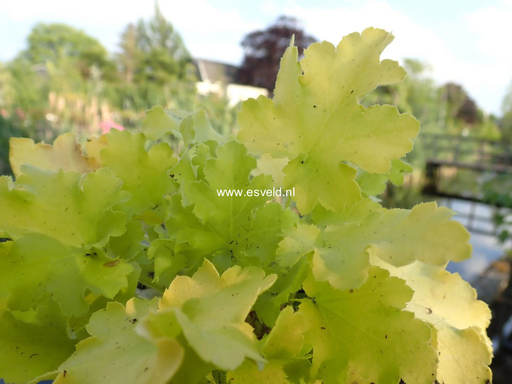 Heuchera 'Lime Marmalade'