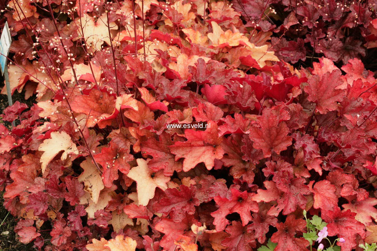 Heuchera 'Peach Flambe'