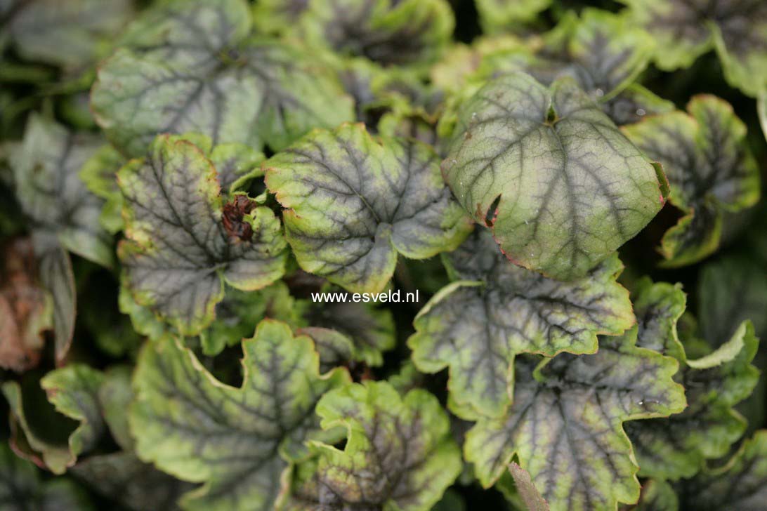 Heucherella 'Tapestry'