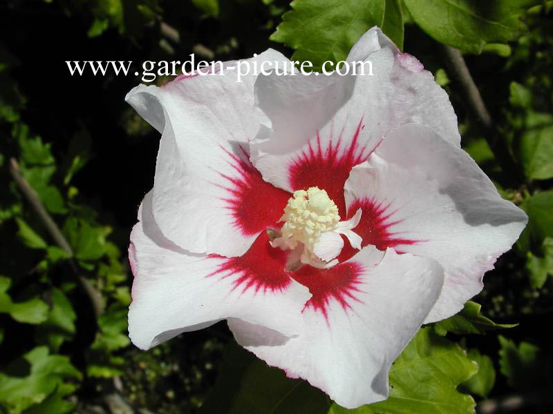Hibiscus syriacus 'Helene'