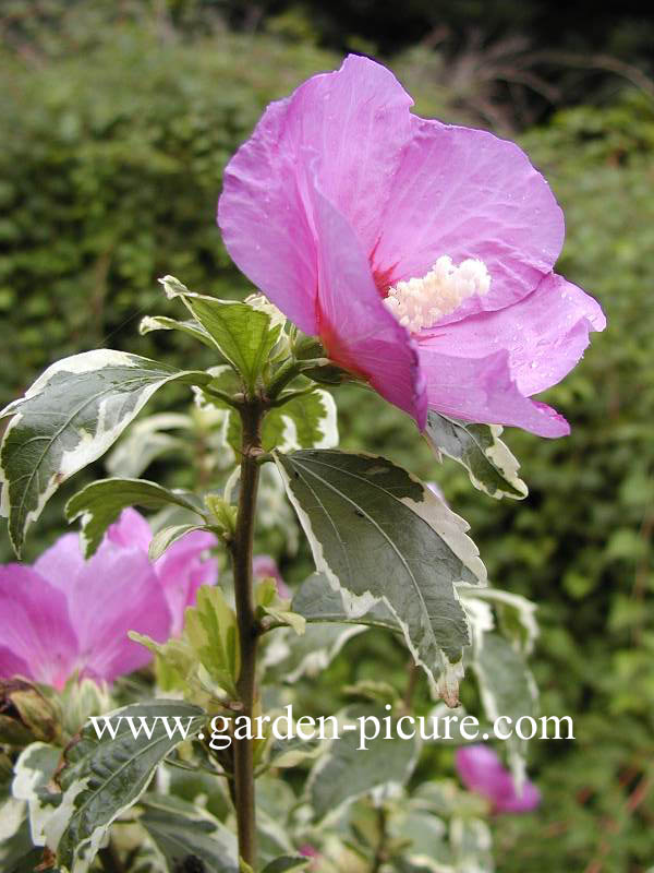 Hibiscus syriacus 'Meehanii'