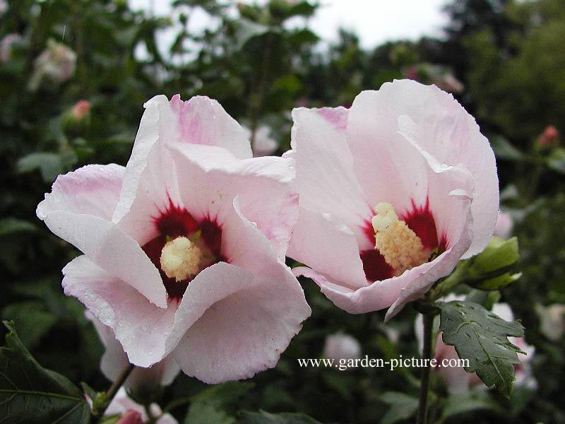 Hibiscus syriacus 'Melrose'