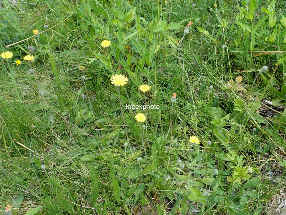 Hieracium pilosella