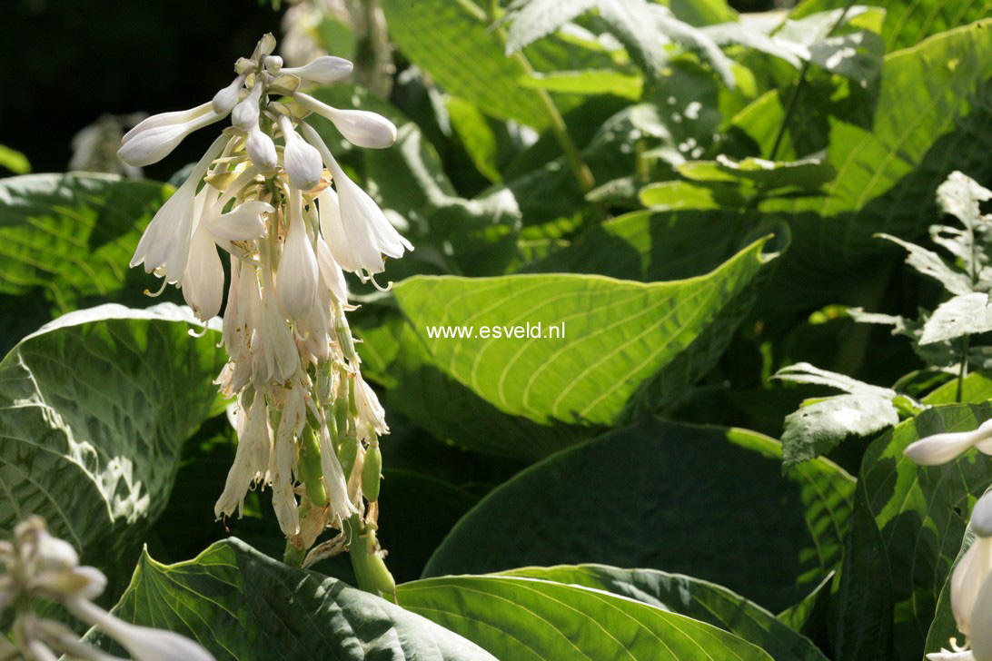 Hosta 'Abiqua Drinking Gourd'