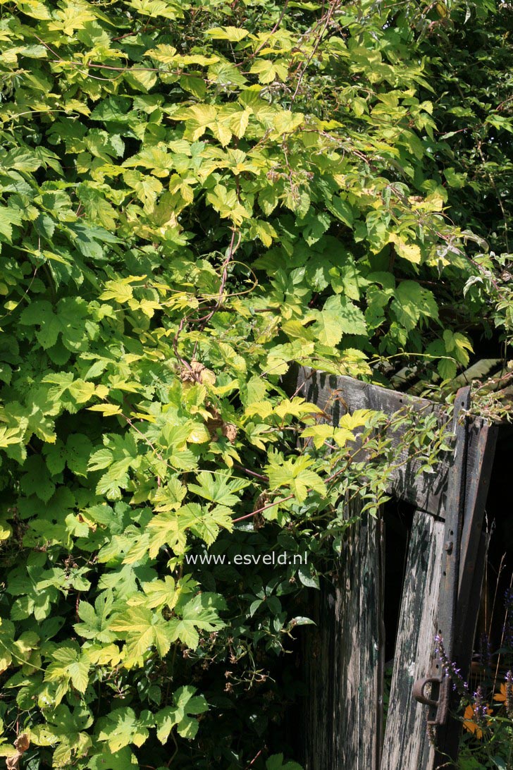 Humulus lupulus 'Aureus'