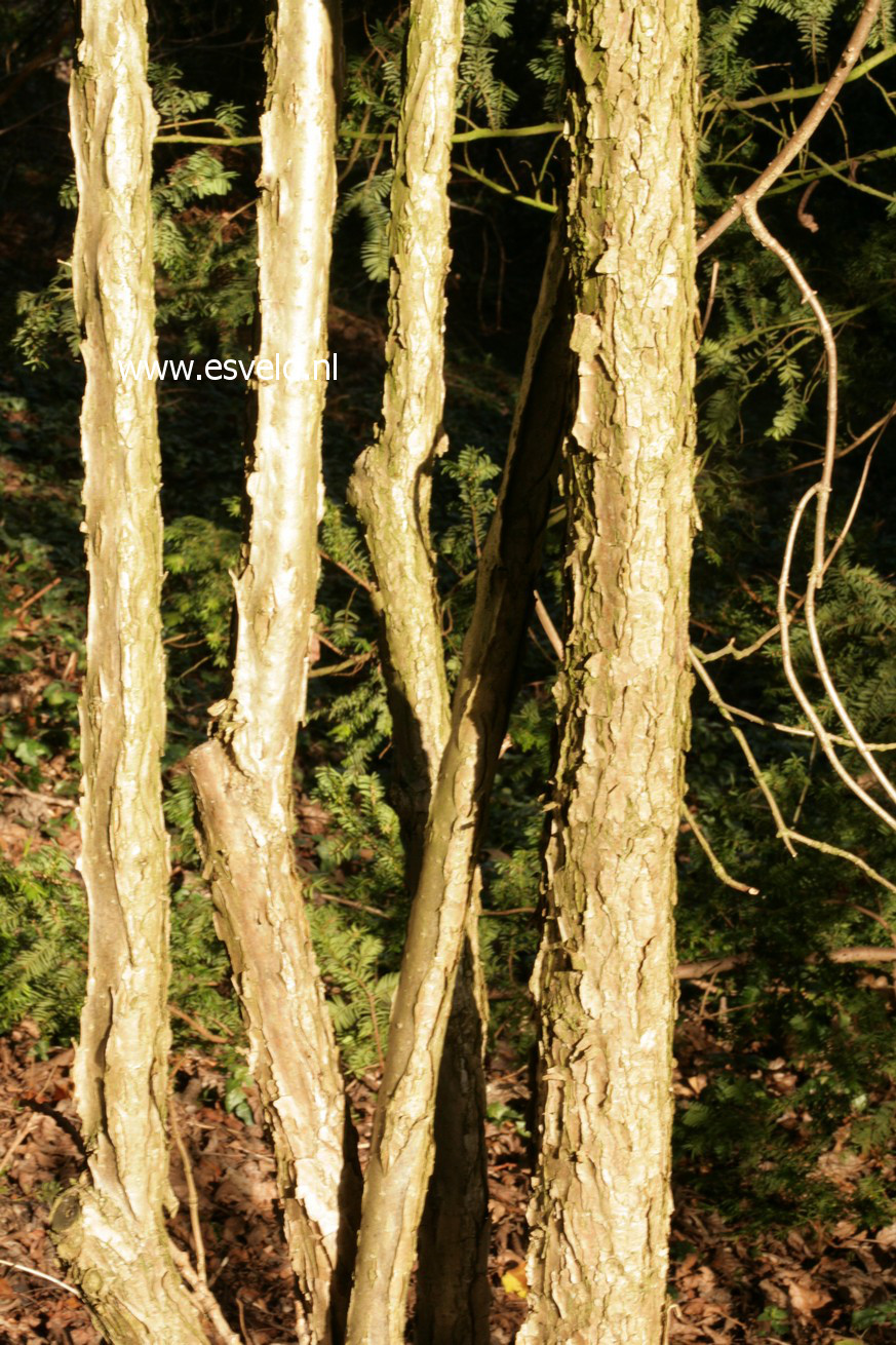 Hydrangea 'Nepal Beauty'