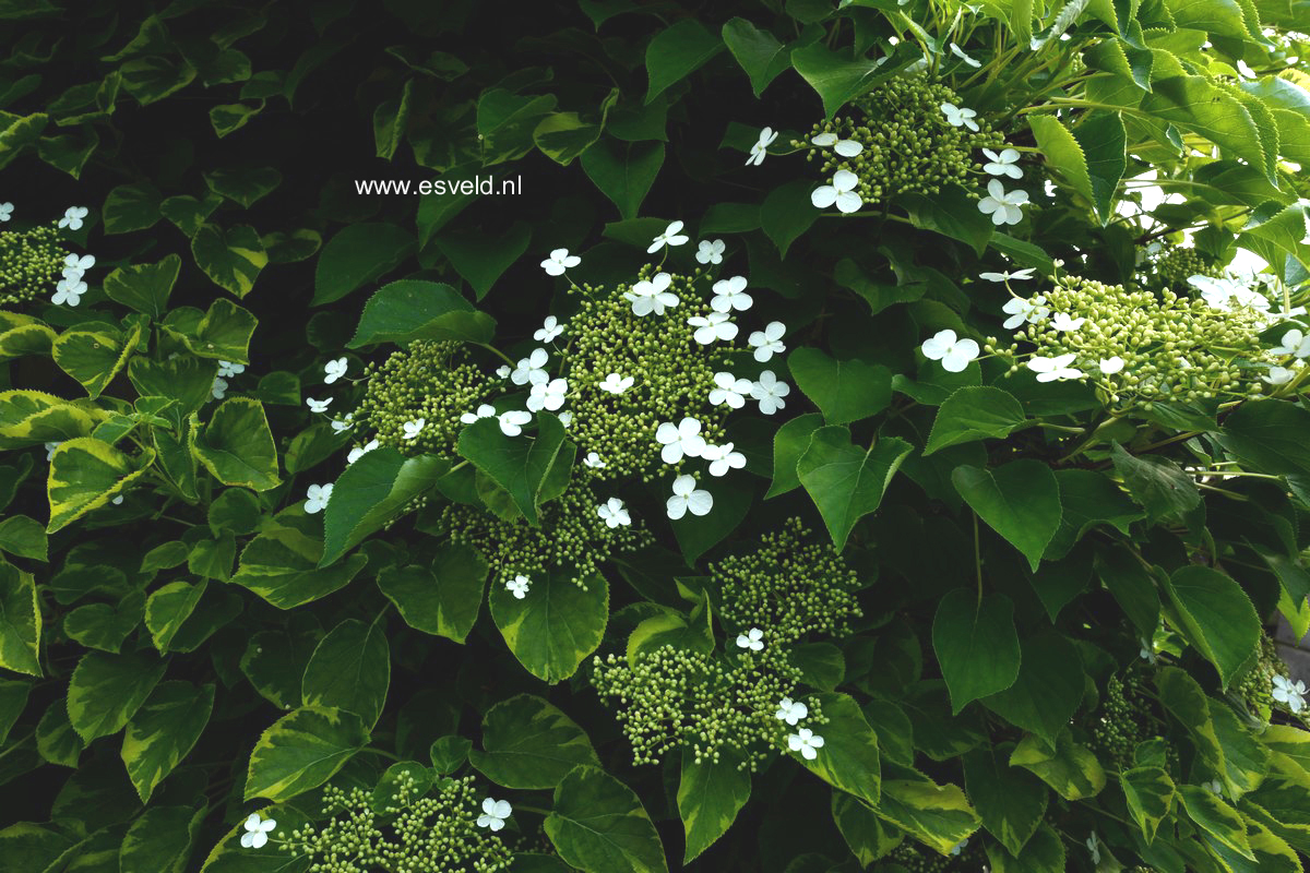 Hydrangea anomala 'Mirranda'