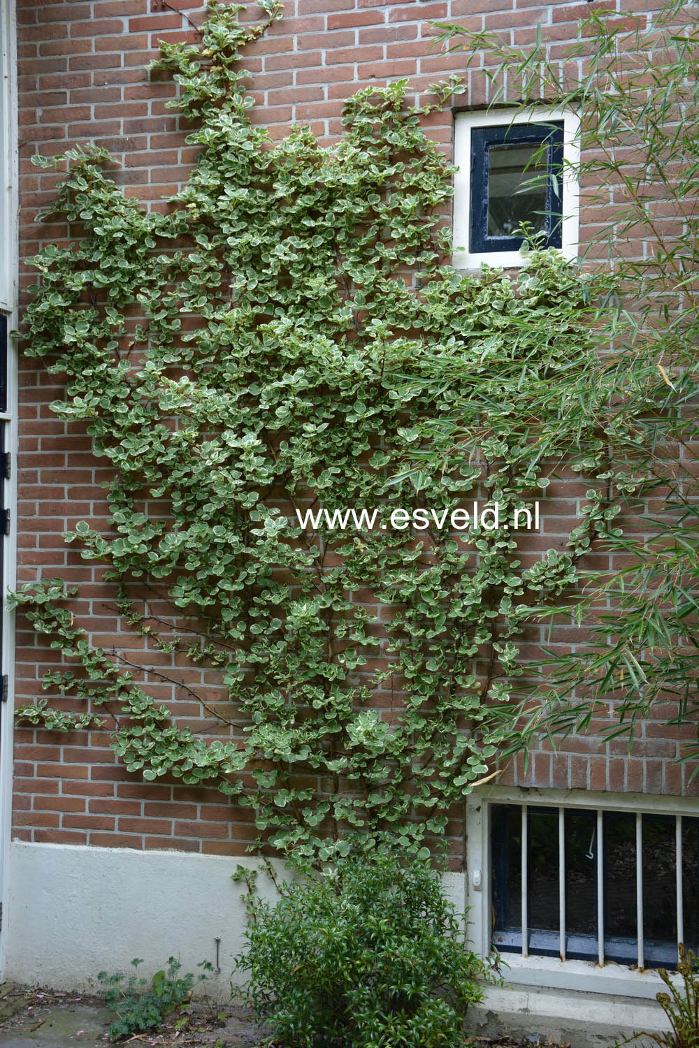 Hydrangea anomala 'Silver Lining'