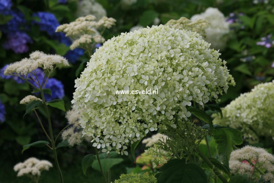 Hydrangea arborescens 'Puffed Green'