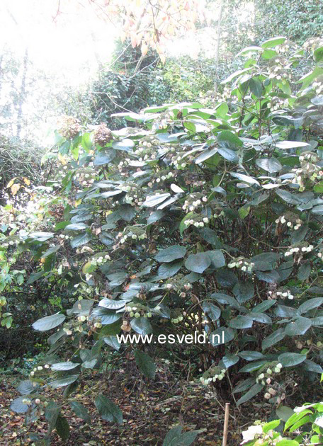 Hydrangea aspera 'Bellevue'