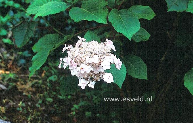 Hydrangea aspera 'Pink Cloud'