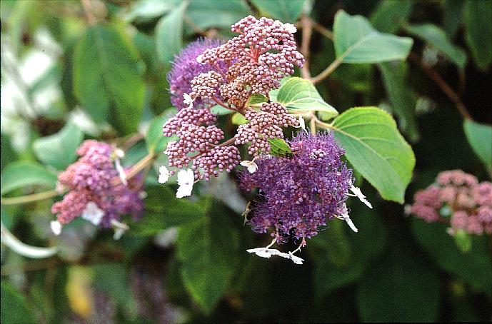 Hydrangea aspera 'Rowallane'