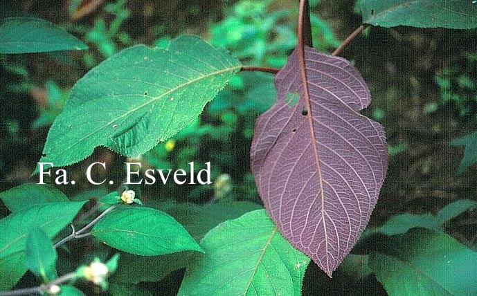 Hydrangea aspera robusta