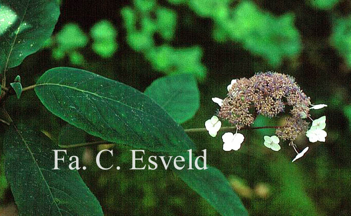 Hydrangea aspera strigosa