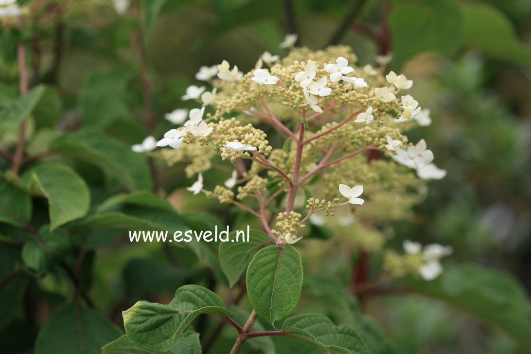 Hydrangea heteromalla 'Kalmthout'
