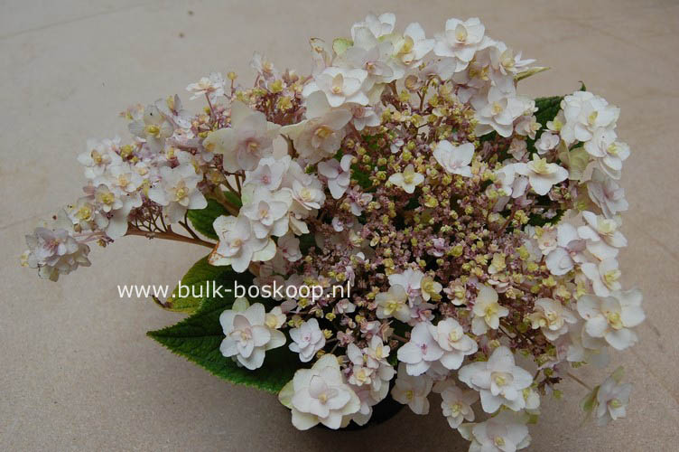 Hydrangea involucrata 'Tokado-yama'