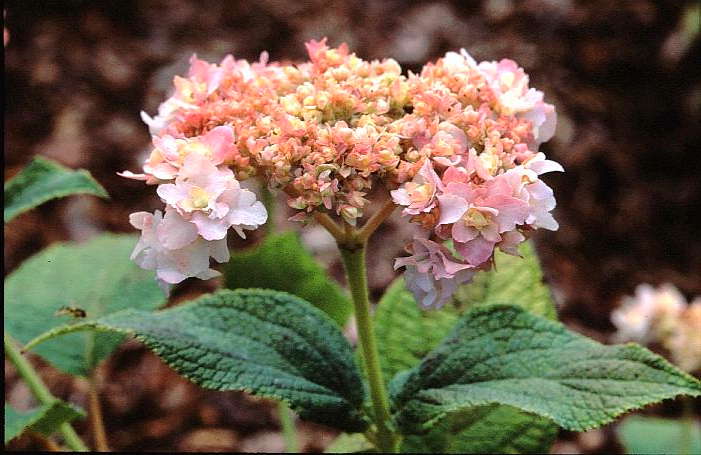 Hydrangea involucrata 'Yokudanka'
