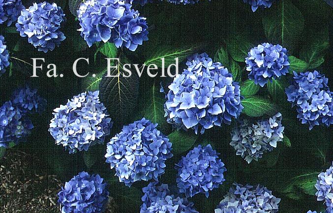 Hydrangea macrophylla 'All Summer Beauty'