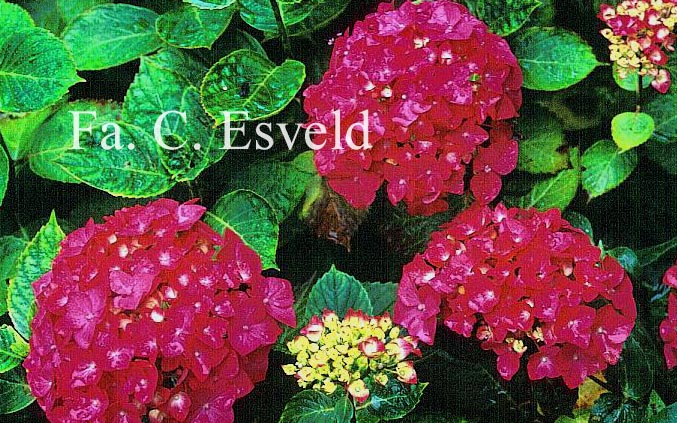 Hydrangea macrophylla 'Ami Pasquier'