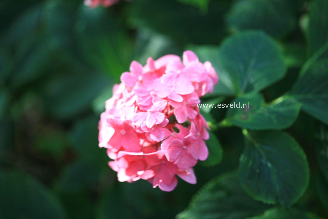 Hydrangea macrophylla 'Armand Draps'
