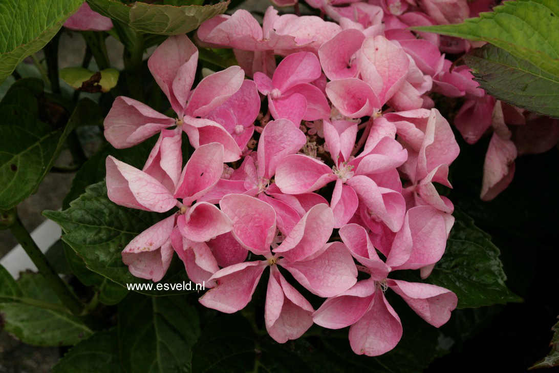 Hydrangea macrophylla 'Beijing'