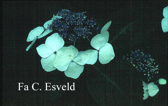 Hydrangea macrophylla 'Blanc Bleu Vasterival'