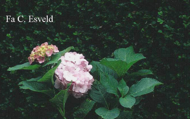 Hydrangea macrophylla 'Bodensee'