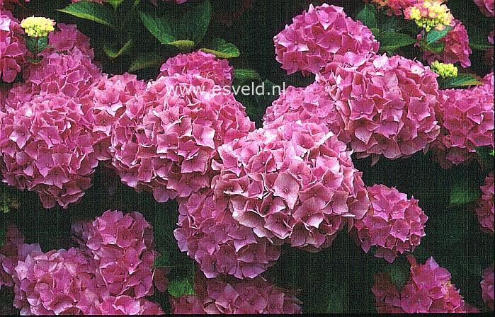 Hydrangea macrophylla 'Brilliant'