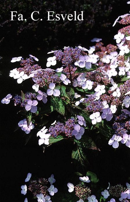 Hydrangea macrophylla 'Curtis Legacy'
