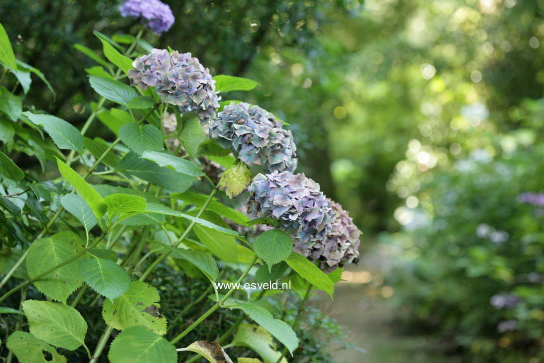 Hydrangea macrophylla 'Deutschland'