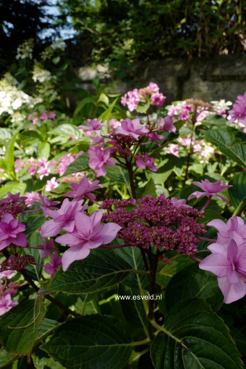 Hydrangea macrophylla 'Etoile Violette'