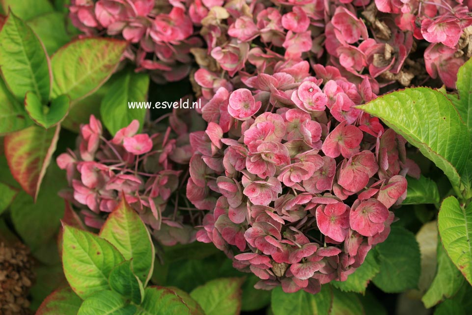 Hydrangea macrophylla 'Eugen Hahn'