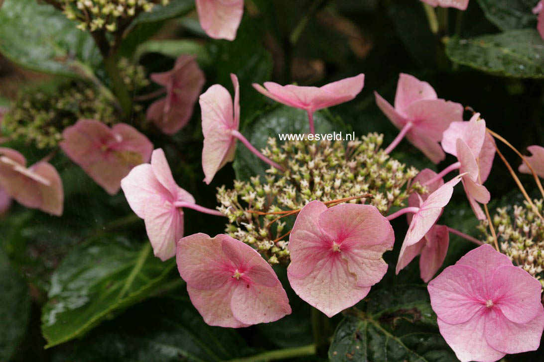 Hydrangea macrophylla 'Fasan' (TWILIGHT)