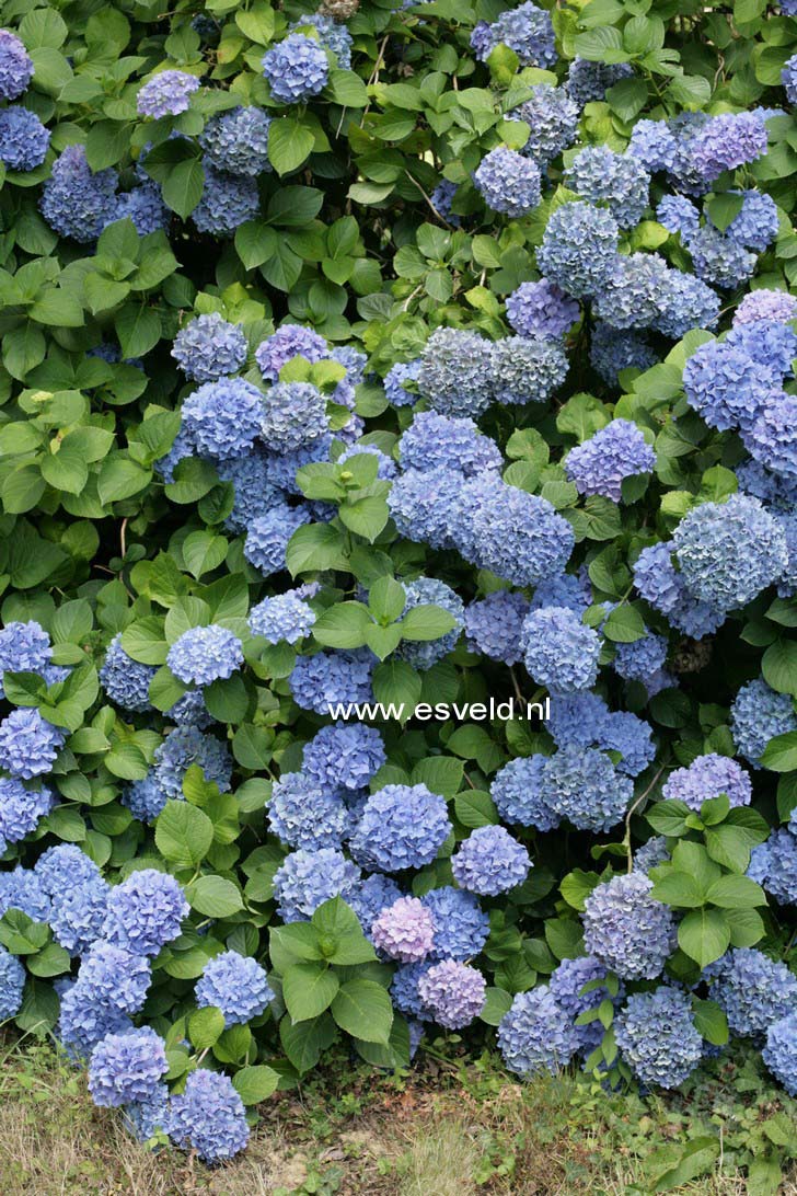 Hydrangea macrophylla 'Gartendirektor Kuehnert'