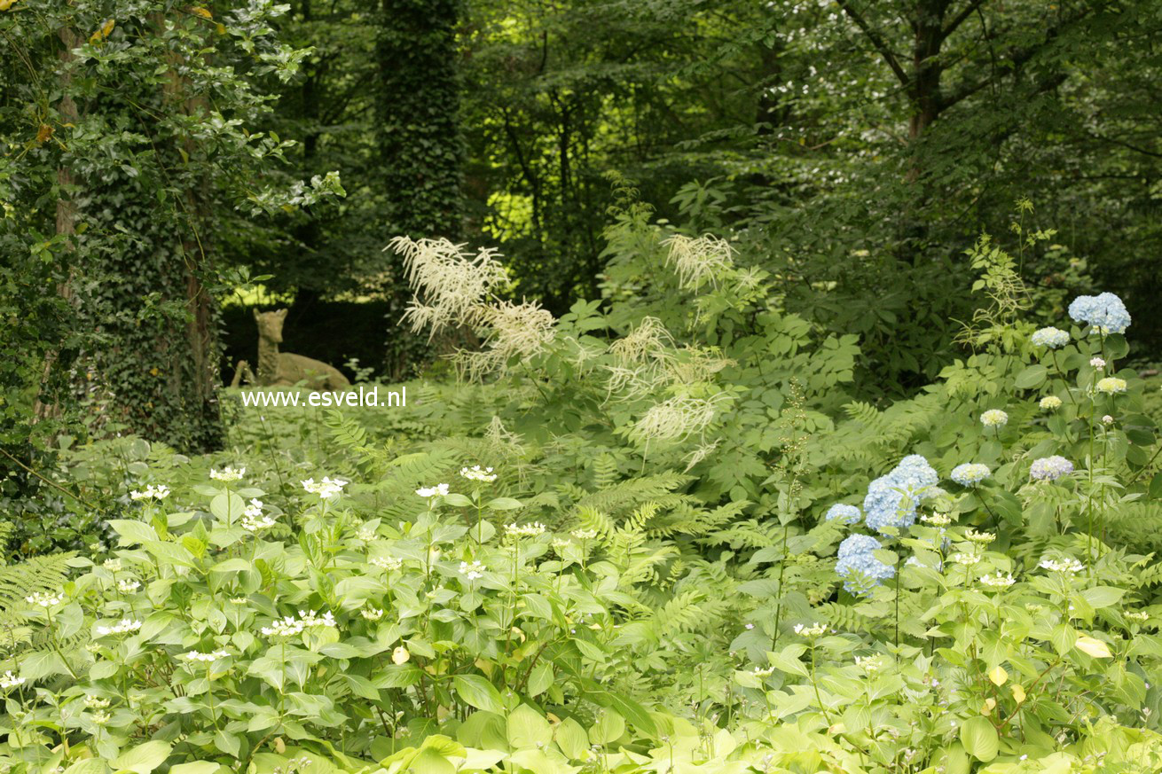 Hydrangea macrophylla 'Generale Vicomtesse de Vibraye'