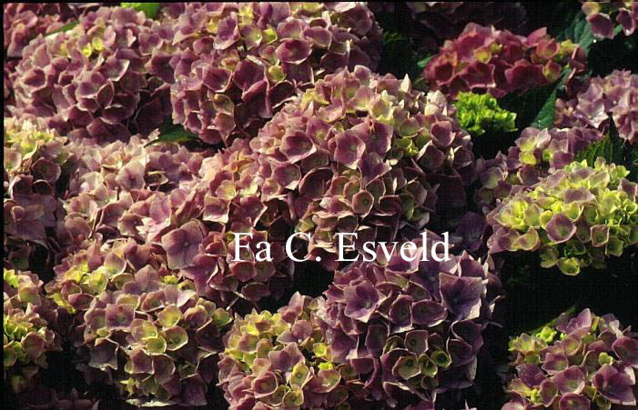 Hydrangea macrophylla 'Gertrud Glahn'
