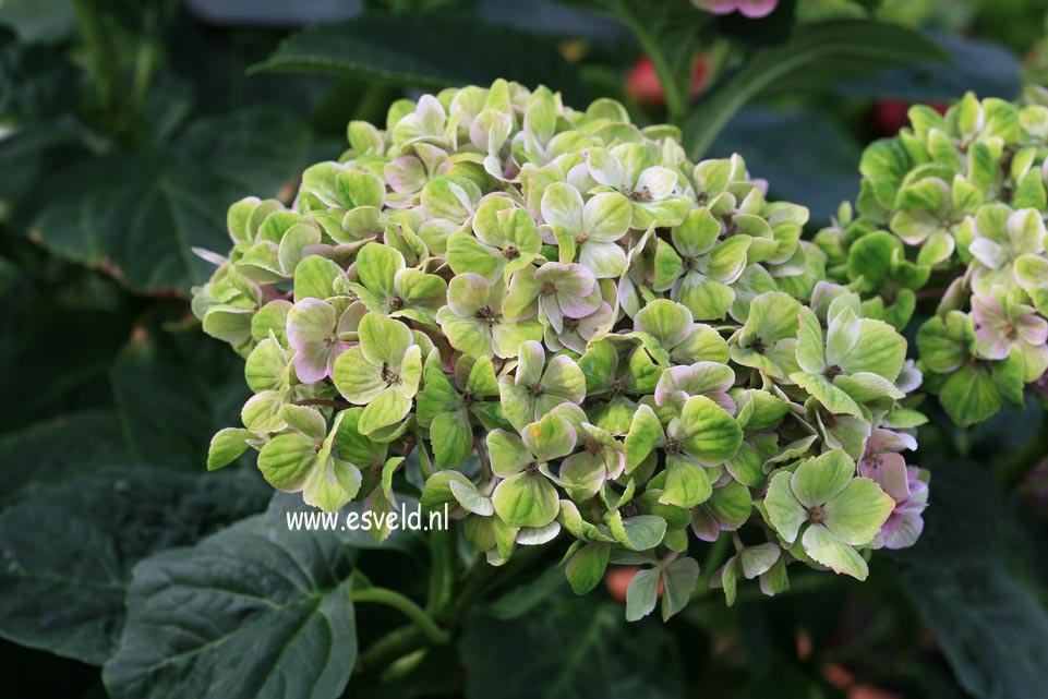 Hydrangea macrophylla 'Hokomac' (MAGICAL CORAL)
