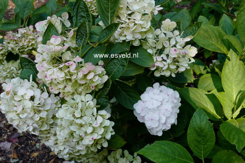 Hydrangea macrophylla 'Holibel' (HOVARIA)