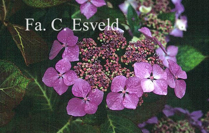 Hydrangea macrophylla 'Hortulanus H. Witte'