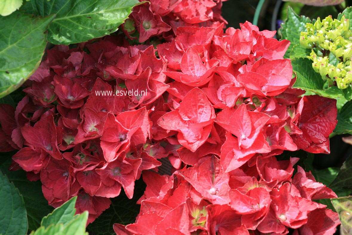 Hydrangea macrophylla 'Hot Red'