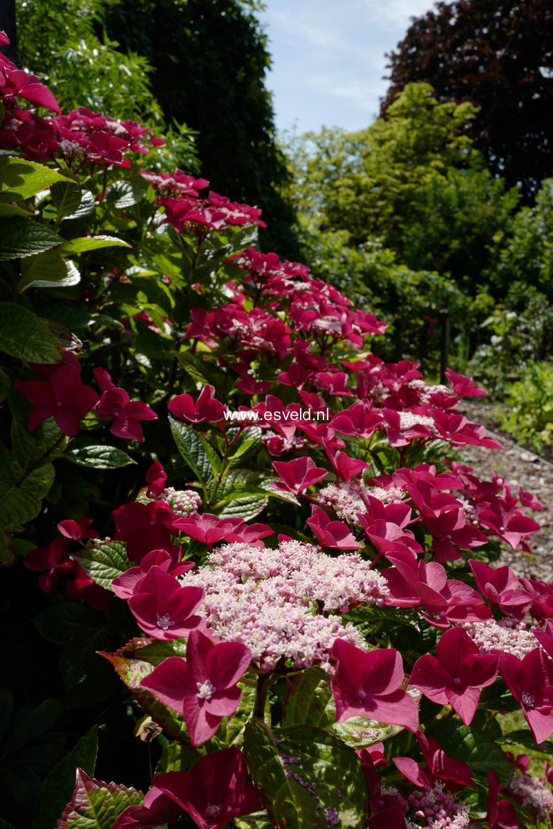 Hydrangea macrophylla 'Kardinal'