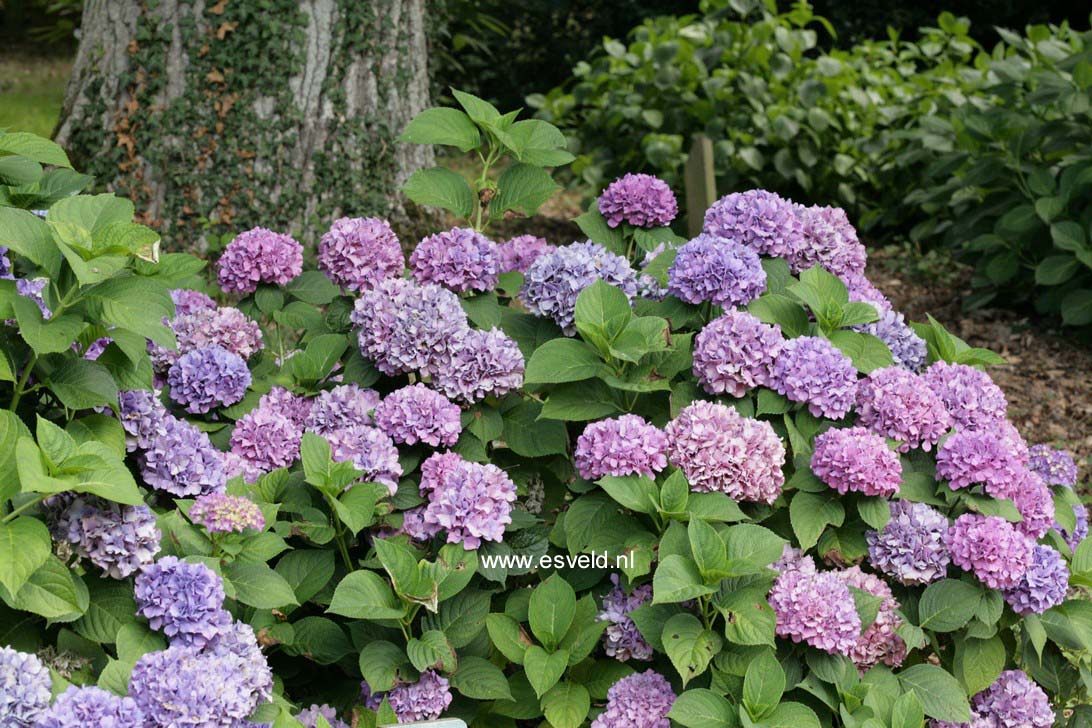 Hydrangea macrophylla 'King George V'