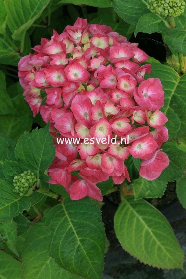 Hydrangea macrophylla 'Kluis Superba'