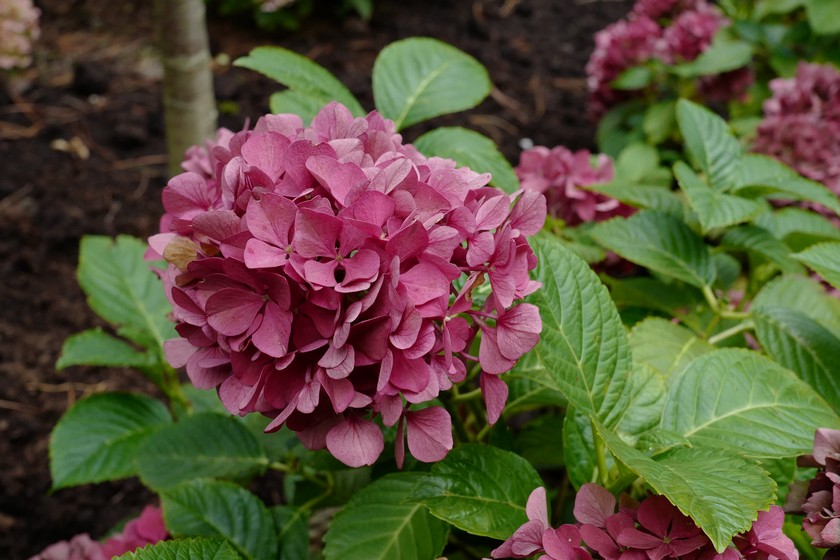Hydrangea macrophylla 'Koenigstein'
