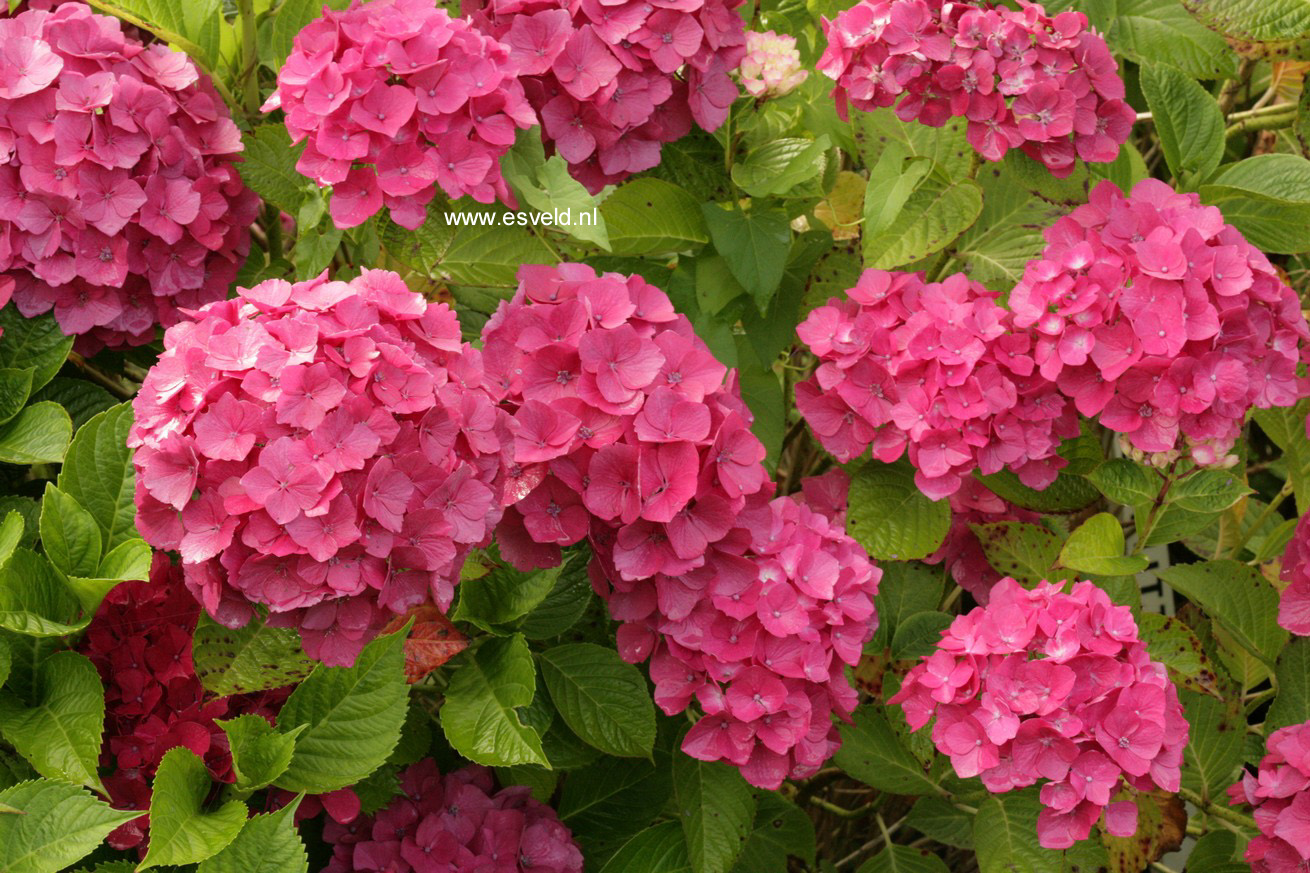 Hydrangea macrophylla 'Kolmasa' (MAGICAL SAPPHIRE)