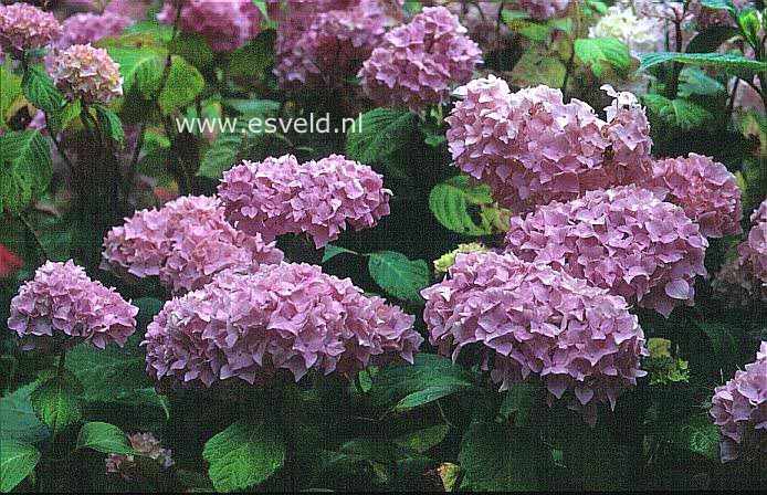 Hydrangea macrophylla 'Madame A. Riverain'