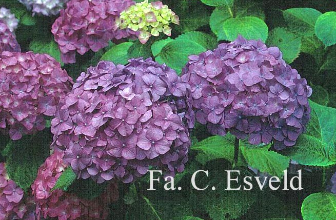 Hydrangea macrophylla 'Marechal Foch'