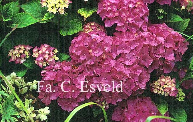 Hydrangea macrophylla 'Marie Claire'